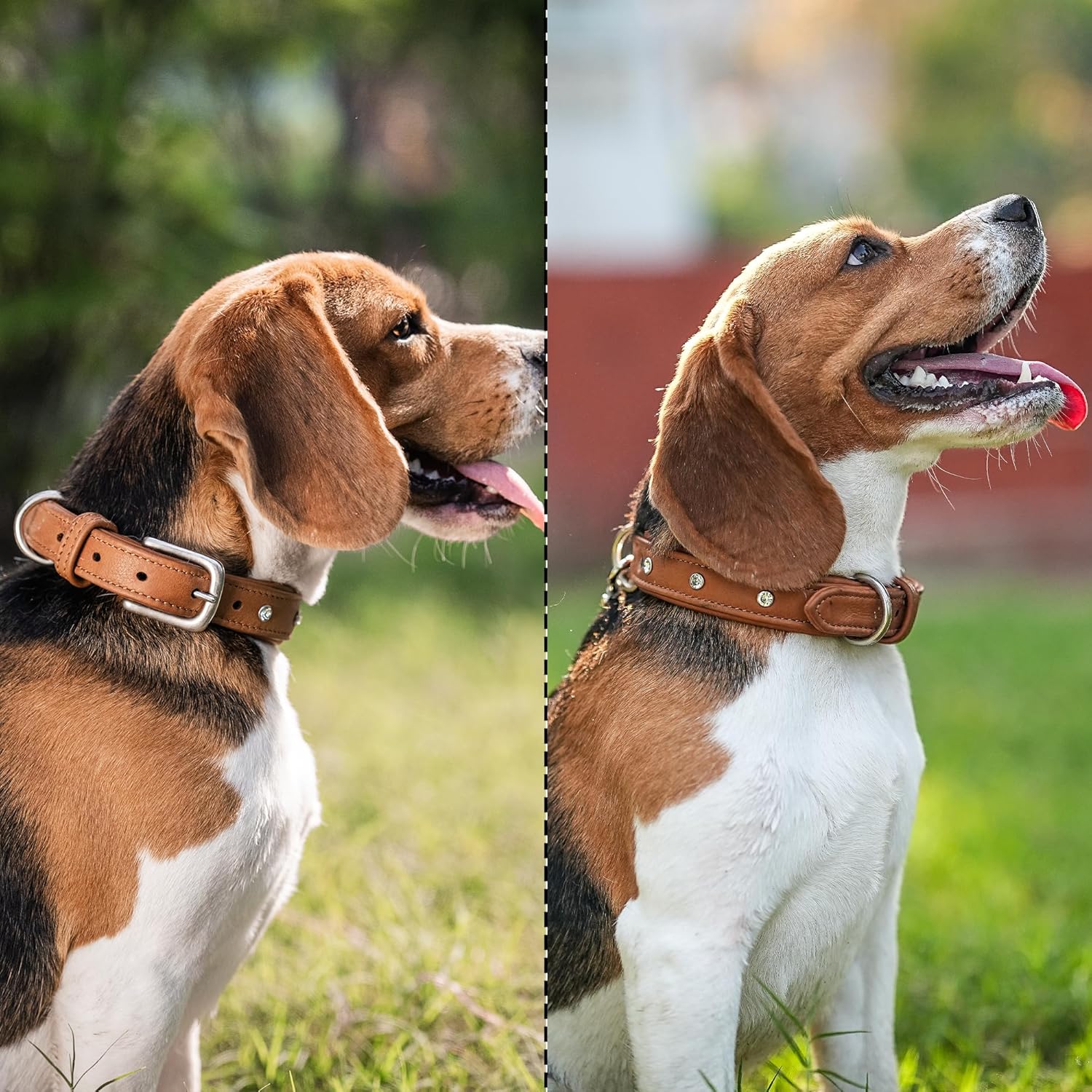 Adil'S Studded Softy Leather Dog Collar 1inch Width Suitable for Small, Medium & Large Dogs with Strong Metal Buckle & D-Ring for leashes